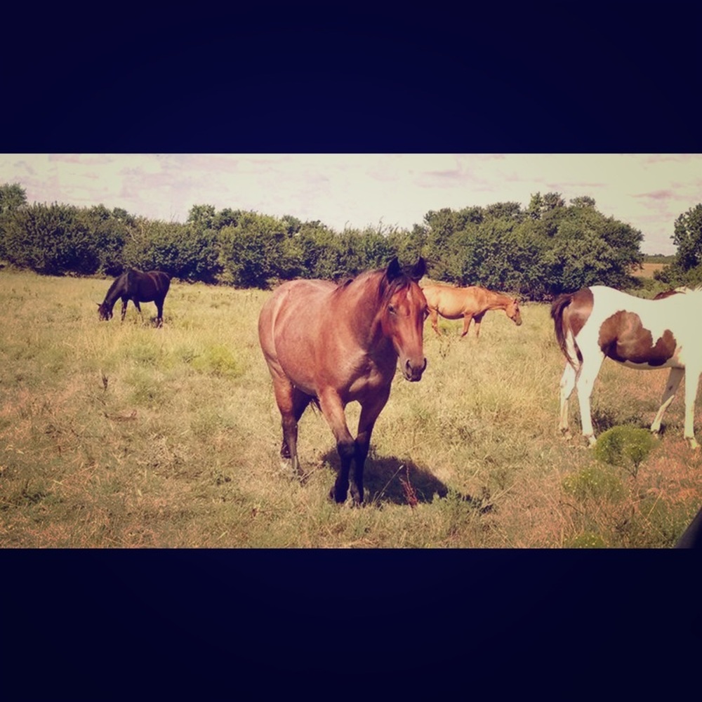 Meet your Posher, Abbie